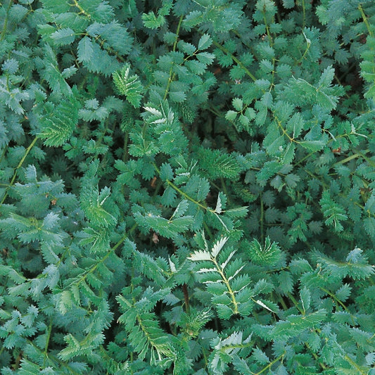 Salad burnet (Sanguisorba minor) herb plant with feathery pinnate leaves in grow pot, edible salad herb