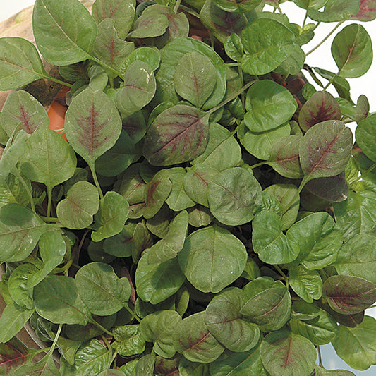 Red amaranth (Amaranthus) salad leaves, deep burgundy edible greens
