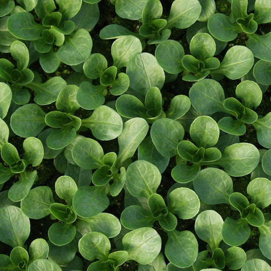 Punnet of fresh corn salad (mâche, lamb's lettuce) leaves, bright green salad leaves ready for eating