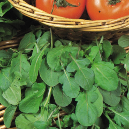 Fresh salad rocket (arugula) leaves, bright green peppery salad leaves for garnishing and salads