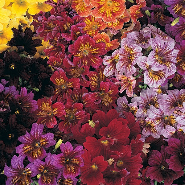 Salpiglossis painted tongue bedding plant with purple and yellow veined trumpet flowers
