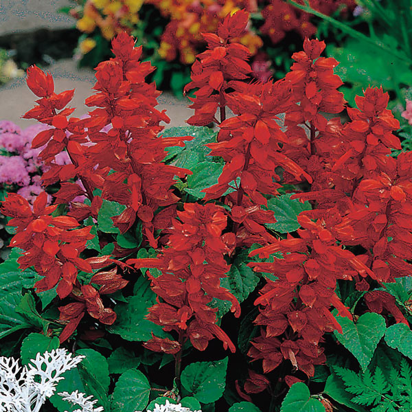 Potted Salvia plant with blue-purple flower spikes and green aromatic leaves ready for planting