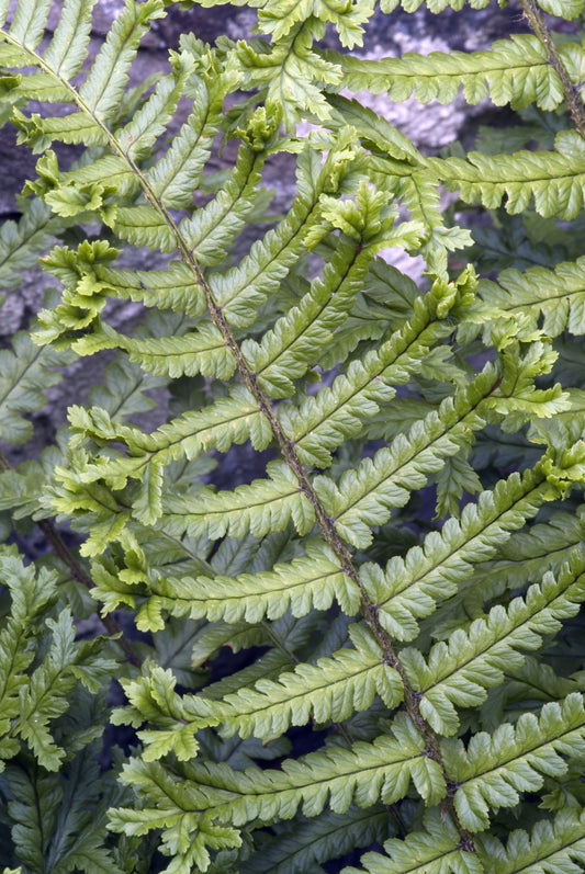 Close-up of scaly bark texture on shrub stem, brown flaky plates on garden plant for landscaping and planting ideas