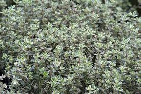 Hosta Silver Queen clump with large silver-centred, green-margined leaves ideal for shaded borders