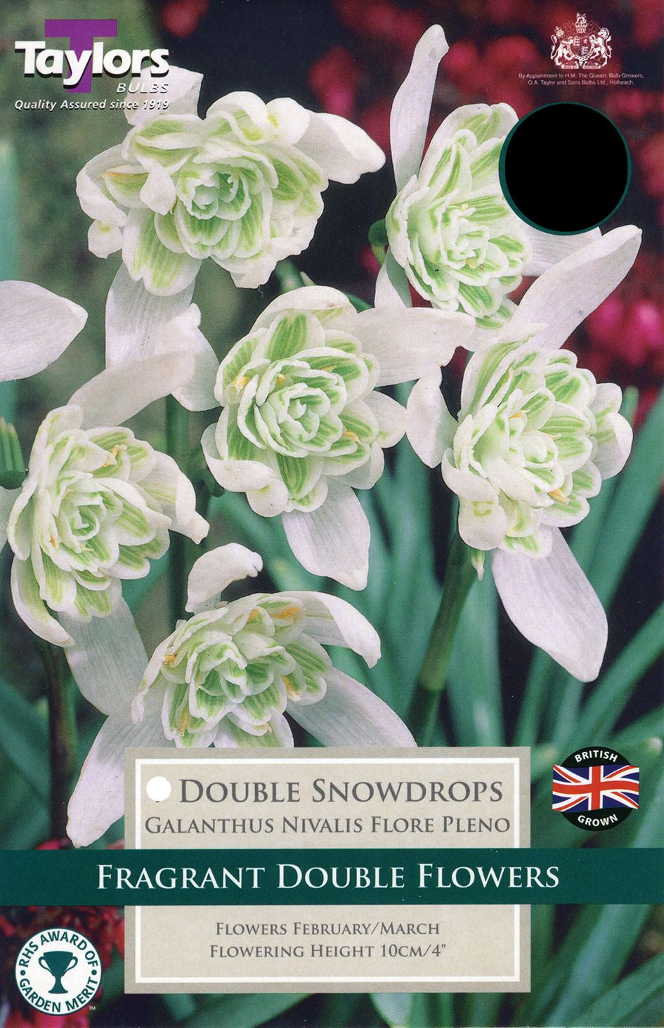 Snow-covered garden plants and paved path at Pengelly Garden Centre, Cornwall, showing winter garden scene