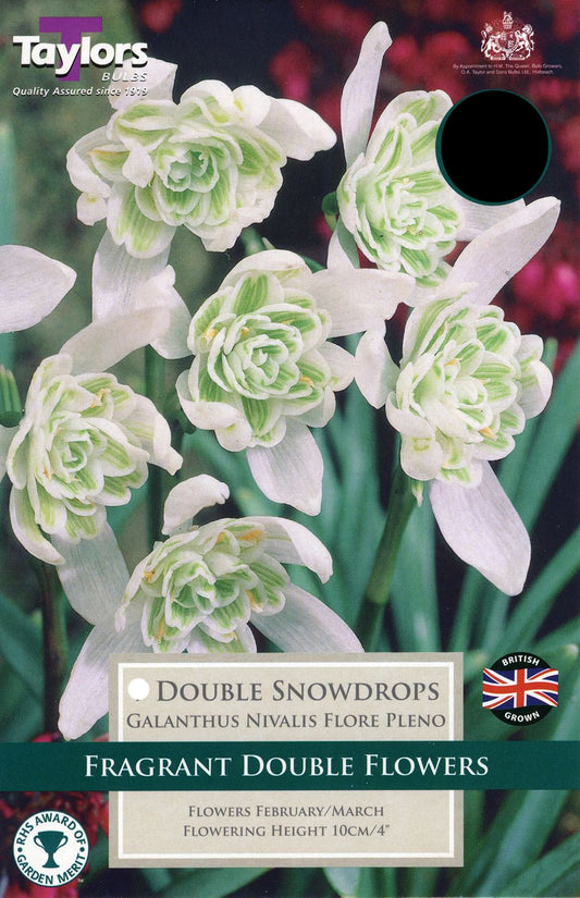 Snow-covered garden plants and paved path at Pengelly Garden Centre, Cornwall, showing winter garden scene