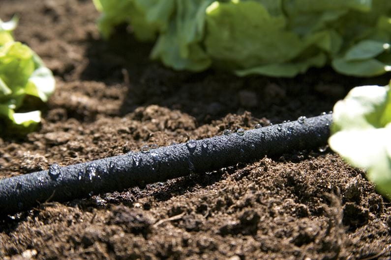 Black coiled soaker hose laid across soil, porous garden irrigation tube for slow watering of borders and vegetable beds