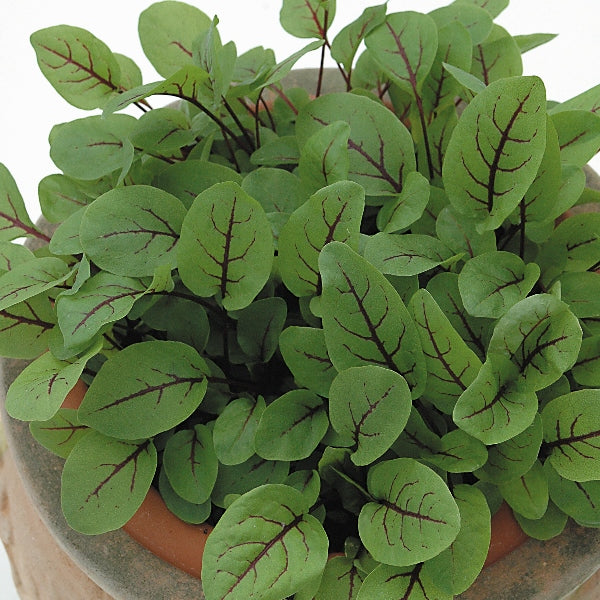 Red-veined sorrel (Rumex sanguineus) with green arrow-shaped leaves and vivid pink-red veins, close-up salad herb plant