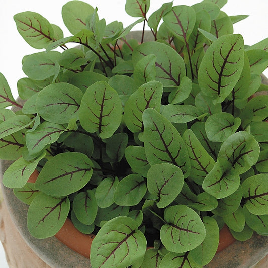 Red-veined sorrel (Rumex sanguineus) with green arrow-shaped leaves and vivid pink-red veins, close-up salad herb plant