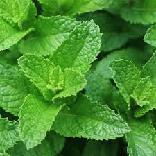 Fresh spearmint (Mentha spicata) herb plant with bright green serrated leaves, culinary herb for gardens