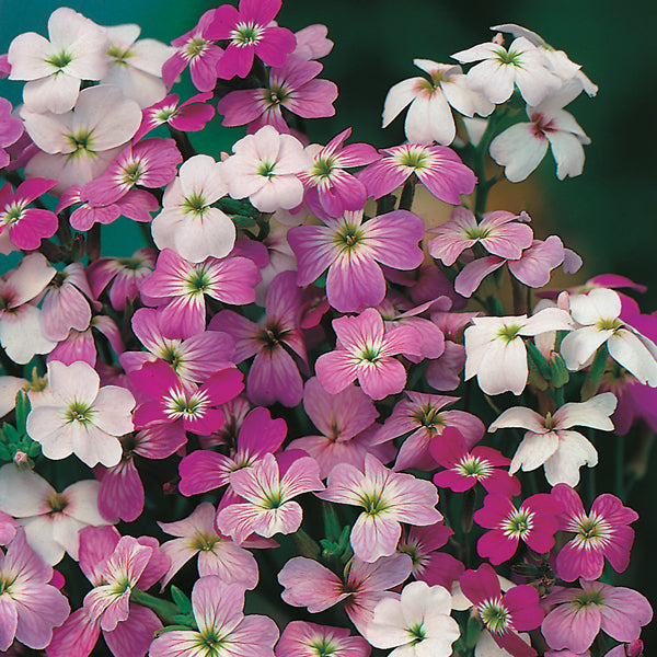 purple and pink Matthiola garden stock flowering plants in nursery tray evening-scented