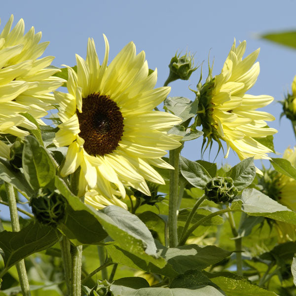 Single tall sunflower head with bright yellow petals and dark brown centre against blue sky
