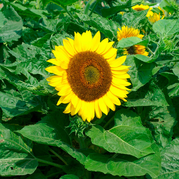 Sunflower (Helianthus annuus) with bright yellow petals and dark brown centre against green foliage
