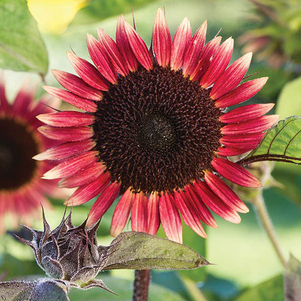 Bright yellow sunflower (Helianthus annuus) with large dark brown centre against green leaves