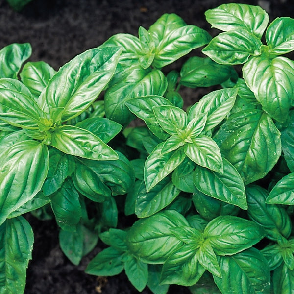 Sweet basil (Ocimum basilicum) potted culinary herb with bright green leaves, ideal for kitchen garden and cooking