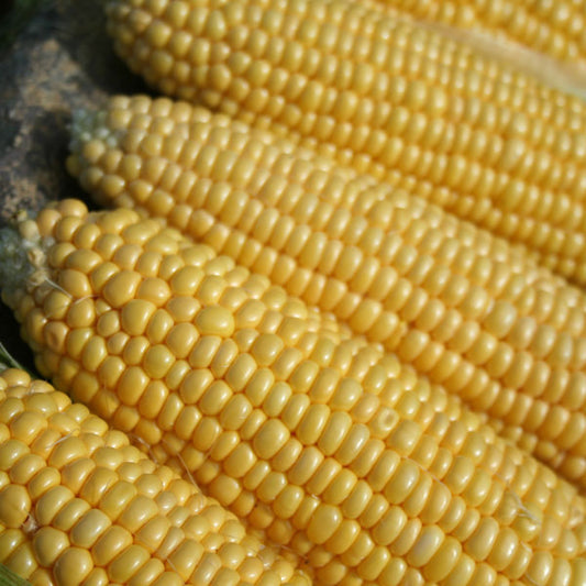 Earliking sweetcorn cobs with bright yellow kernels and fresh green husks