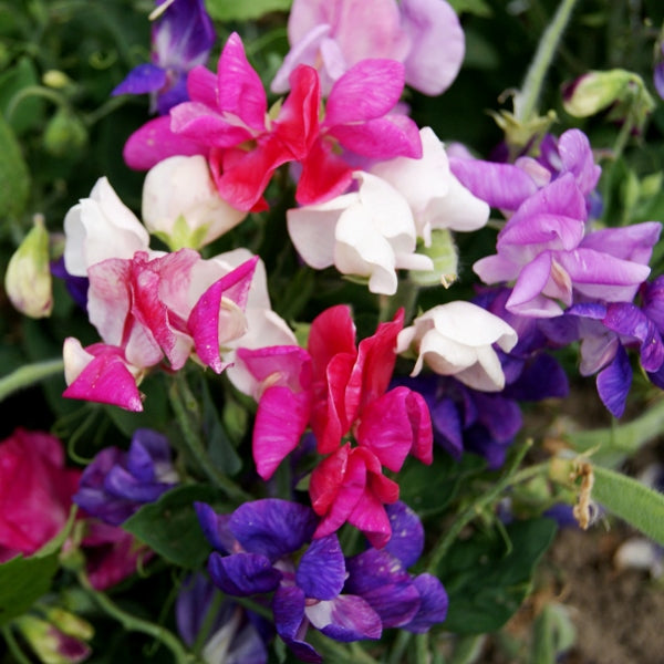 Sweet pea (Lathyrus odoratus) climber with pink and white fragrant blooms on support netting and green foliage
