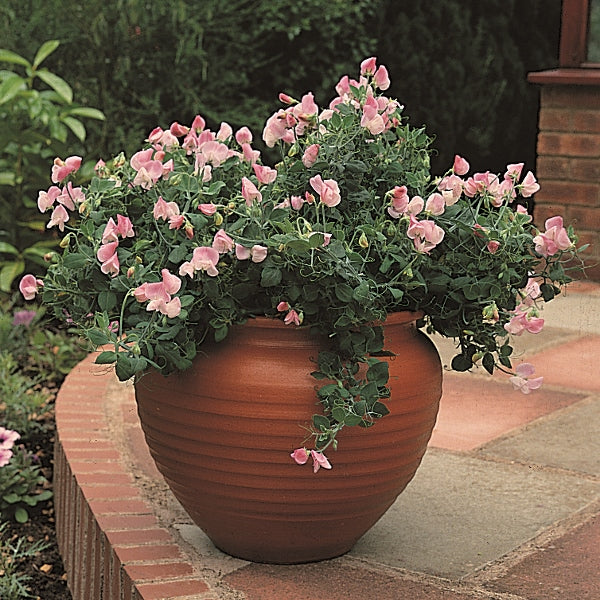 Pink and white sweet pea flowers on climbing stems with green leaves and tendrils