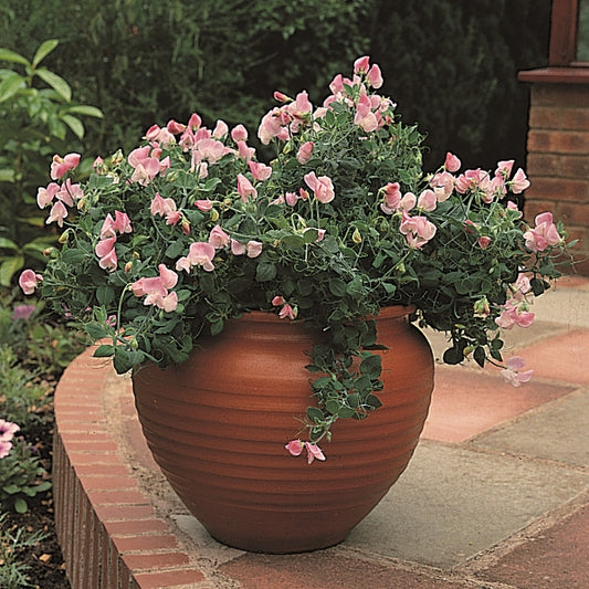 Pink and white sweet pea flowers on climbing stems with green leaves and tendrils
