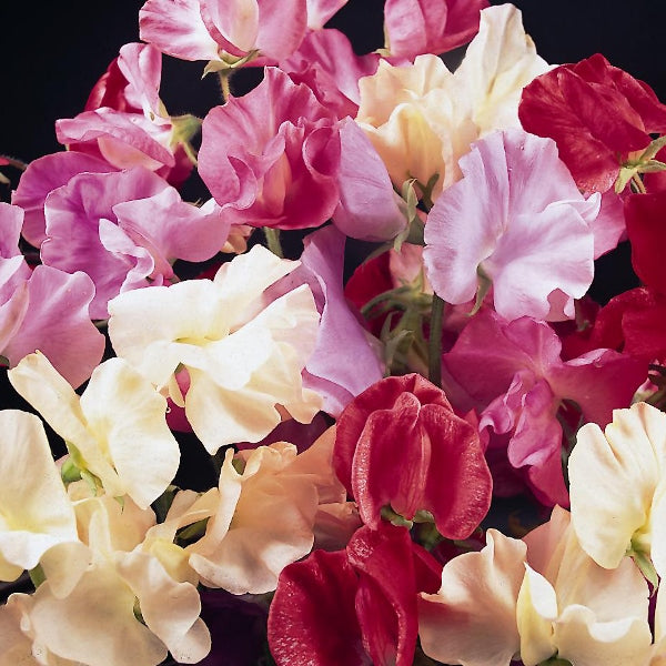 mixed pink and purple sweet pea climber with ruffled fragrant blooms and green foliage