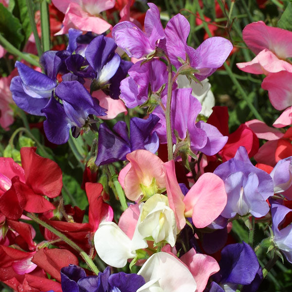 Sweet pea (Lathyrus odoratus) climbing plant with pink and purple scented blooms on a wooden garden trellis