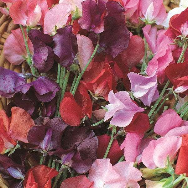 Sweet pea (Lathyrus odoratus) clusters of delicate blooms on climbing stems with green foliage