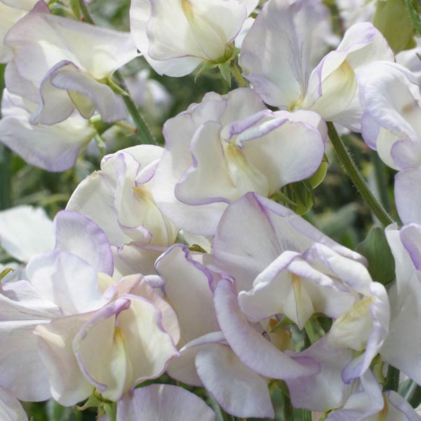 Sweet pea (Lathyrus odoratus) climbing stems with pink and purple fragrant blooms and feathery green foliage