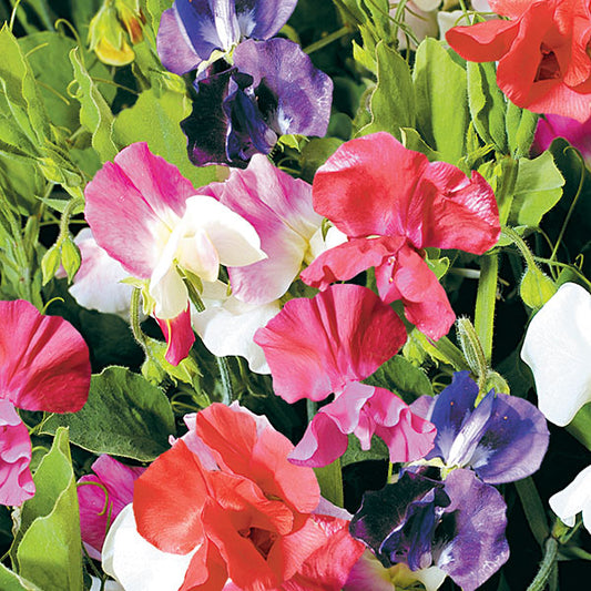 Sweet pea (Lathyrus odoratus) trailing stems with pink and white pea-shaped blooms and feathery green foliage