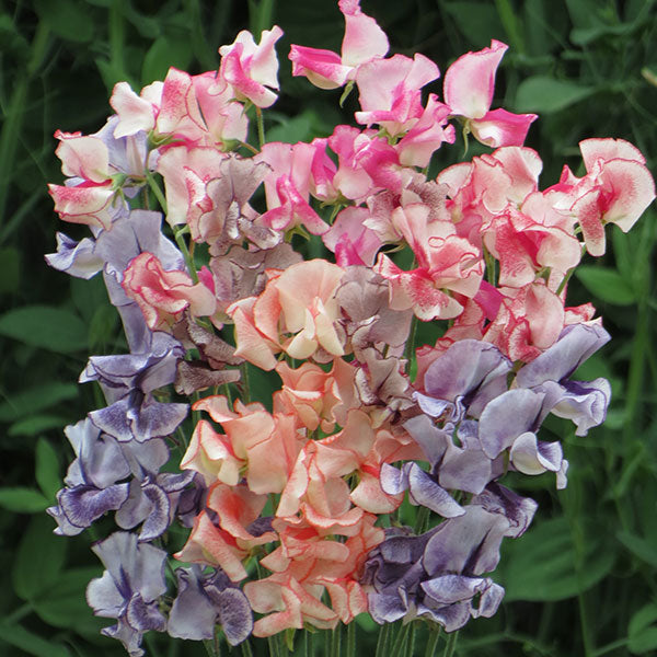 Pink and purple mixed sweet pea climber flowers on stems with tendrils, fragrant annual for cottage and cutting gardens