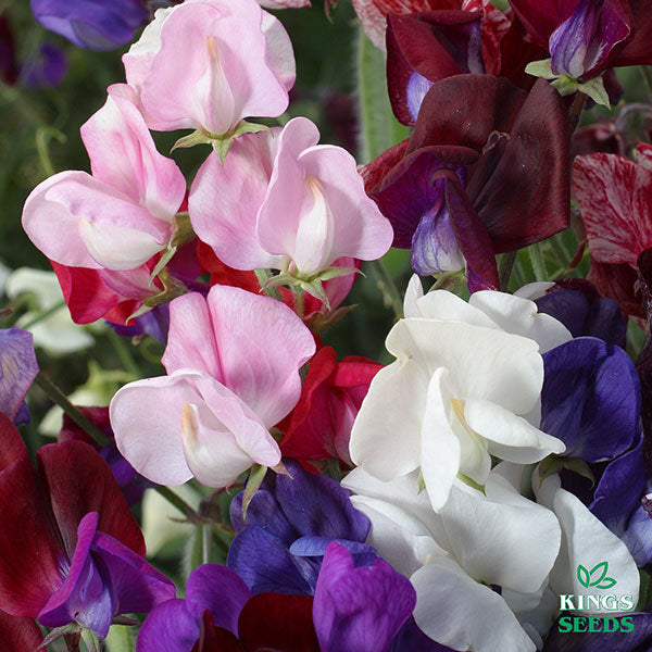 sweet pea (Lathyrus odoratus) climbing annual with frilly pastel blooms and delicate tendrils on slender stems
