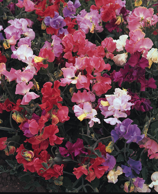 Sweet pea (Lathyrus odoratus) flowering stems with colourful blooms and feathery green foliage, garden climber