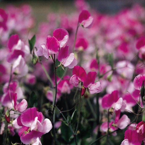 Sweet pea (Lathyrus) climbing stems with pink and white scented pea-like flowers and feathery green foliage