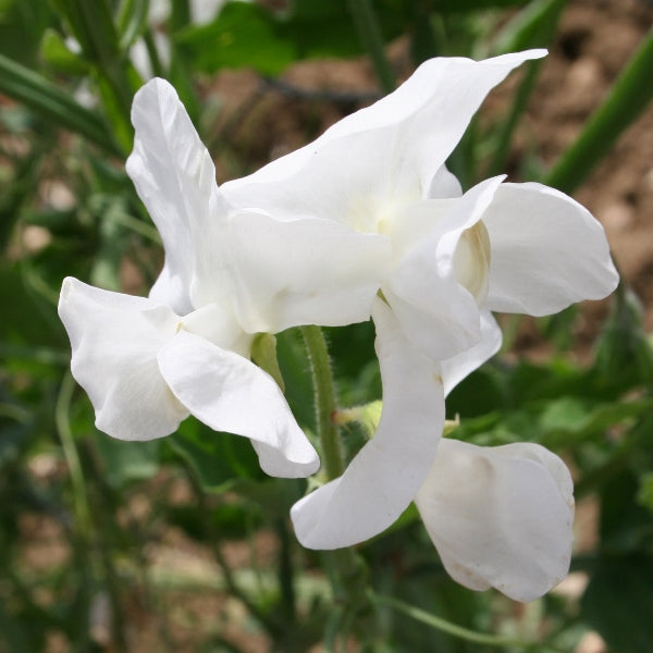 Sweet pea (Lathyrus odoratus) flowering climber with fragrant blooms and twining tendrils on green stems