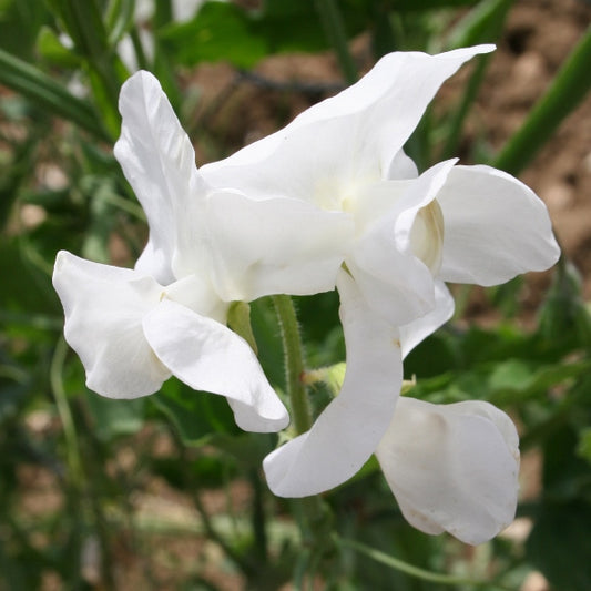 Sweet pea (Lathyrus odoratus) flowering climber with fragrant blooms and twining tendrils on green stems