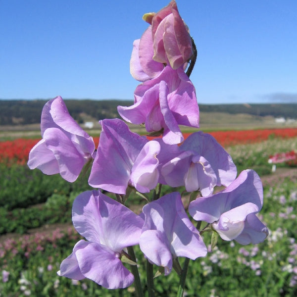 Sweet pea plants (Lathyrus odoratus) in small nursery pots with pink and purple flowers and green tendrils