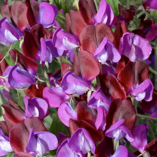 mixed pink and purple sweet pea flowers climbing on green stems with lush foliage
