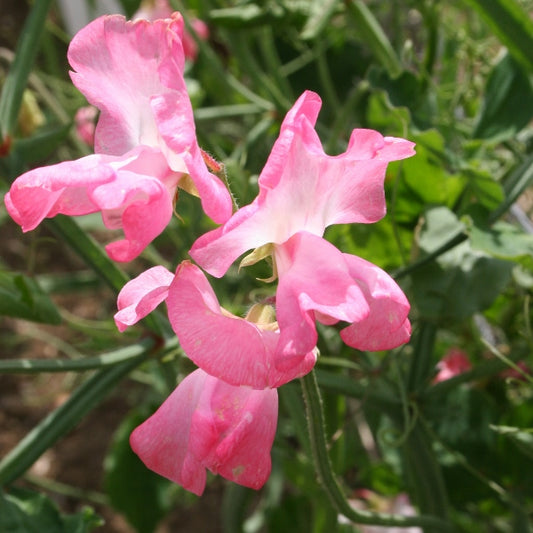 Pink and white sweet pea (Lathyrus) climbing on cane support with green leaves and scented frilly flowers
