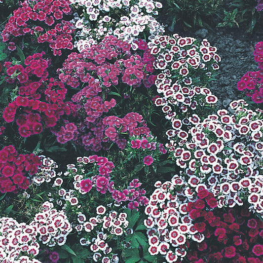 Sweet William (Dianthus barbatus) perennial with red and pink flower clusters in a garden border