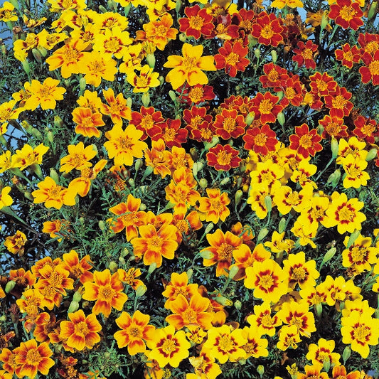Orange Tagetes marigolds in terracotta pot with green foliage, bedding plants for summer borders