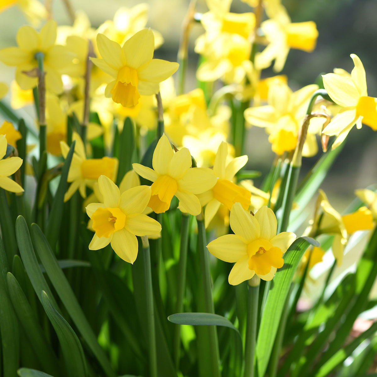 Narcissus Tete-a-Tete small bright yellow miniature daffodils in bloom, ideal spring bulbs for borders and containers
