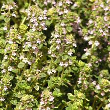 Potted thyme herb with dense small aromatic green leaves in a black nursery pot, suitable for culinary gardens