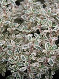 Fresh culinary thyme plant (Thymus vulgaris) in terracotta pot with green aromatic leaves