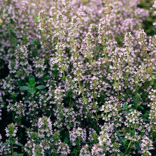 Fresh thyme (Thymus vulgaris) potted herb with aromatic grey-green leaves and tiny mauve flowers
