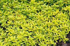 Potted culinary thyme (Thymus vulgaris) with small aromatic green leaves and woody stems