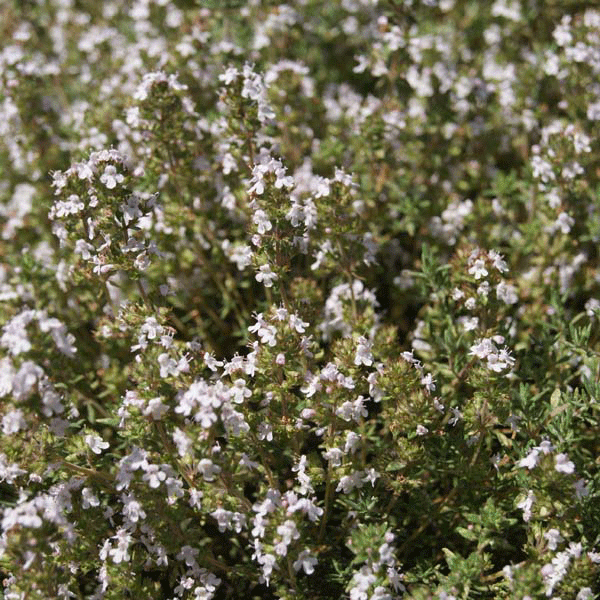 Compact orange-scented thyme plant with small aromatic green leaves, ideal for rockery or herb garden