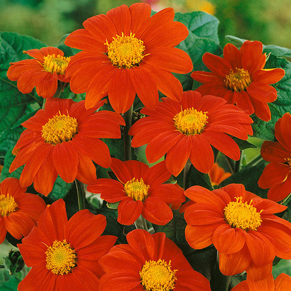 Tithonia Mexican sunflower with vibrant orange daisy-like blooms in a sunny garden border