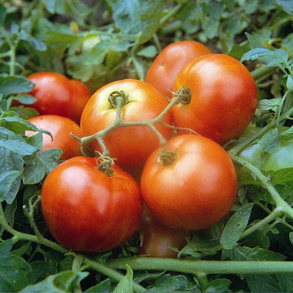 Ripe Ailsa Craig heirloom tomatoes on the vine, large pink beefsteak fruits on the plant