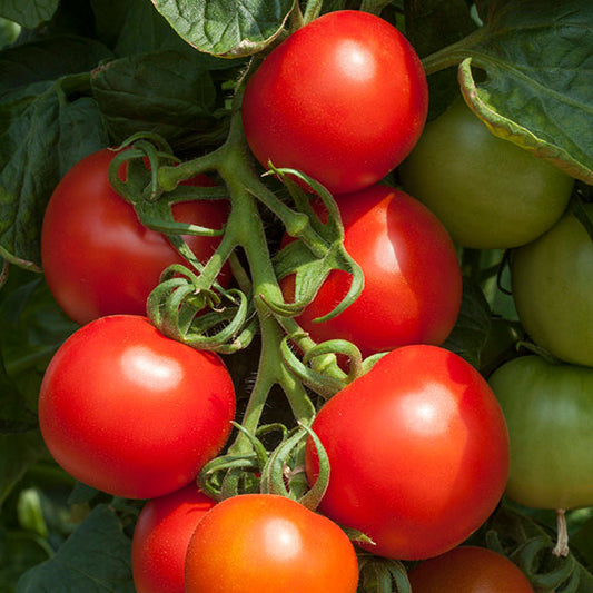 Tomato Cocktail Crush plant with clusters of ripe red cocktail tomatoes on the vine, glossy fruit and green foliage