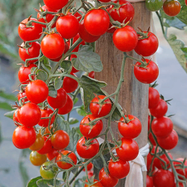 Tomato Crokini plant with clusters of ripe red cherry tomatoes on the vine and glossy green foliage