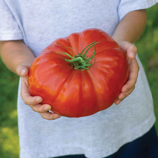Tomato Gigantomo plant with cluster of large ripe red tomatoes on vine, greenhouse-grown tomato plant for home gardening